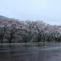 奥山駐車場桜
