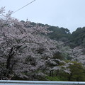 奥山桜