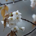 ヤマザクラ（山桜）　バラ科