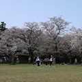 Photos: 桜_公園 D8034