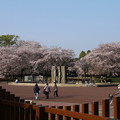 桜_公園 D8071