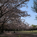 桜_公園 D8076