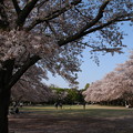 桜_公園 D8077