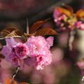 桜_公園 D8106
