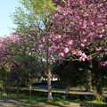 桜_公園 D8111