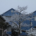Photos: 初雪_守谷 D9839