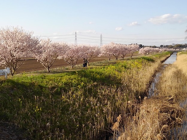 春めき桜_散歩 K1116