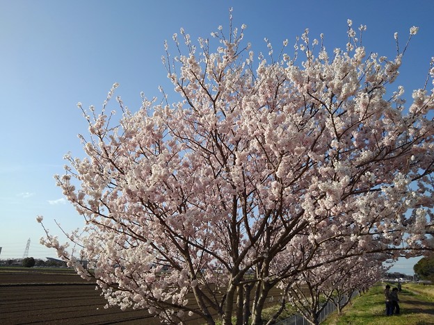 春めき桜_散歩 K1117