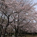 Photos: 桜_散歩 D0348