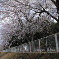 桜_散歩 D0361