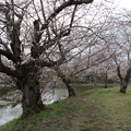 Photos: 桜_福岡堰 D0377