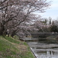 Photos: 桜_福岡堰 D0380