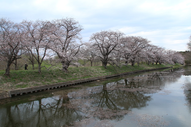 Photos: 桜_福岡堰 D0384