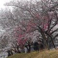 桜_散歩 K1228