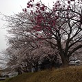 桜_散歩 K1229