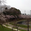 桜_公園 K1233