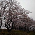桜_散歩 K1232
