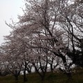 桜_散歩 K1230