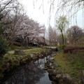 桜_公園 K1244