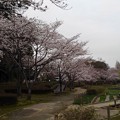桜_公園 K1247