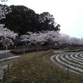 桜_公園 K1250