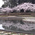 桜_公園 K1252