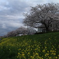桜と_公園 D0466