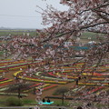 桜と_公園 D0600