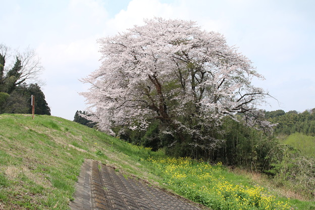 桜と_散歩道 D0576