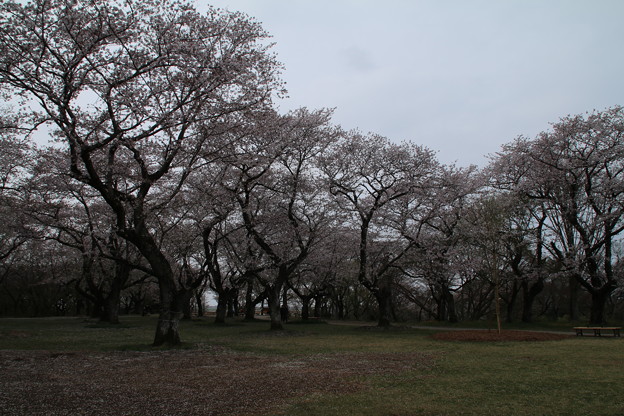 桜_公園 D0612