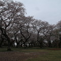 桜_公園 D0612