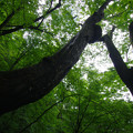 Photos: 森に聳える樹