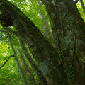 Photos: 森の樹