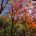 紅葉の東滝渓谷