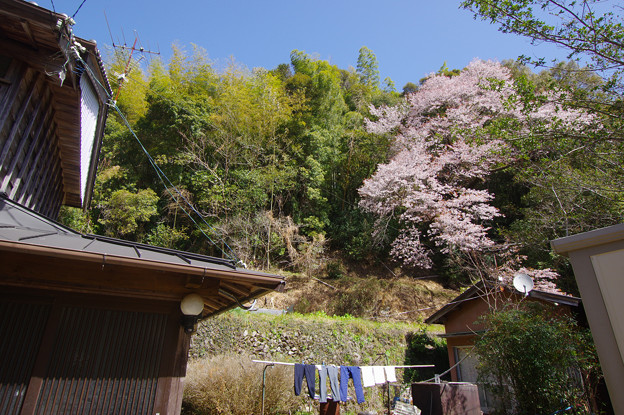 山桜の一軒家
