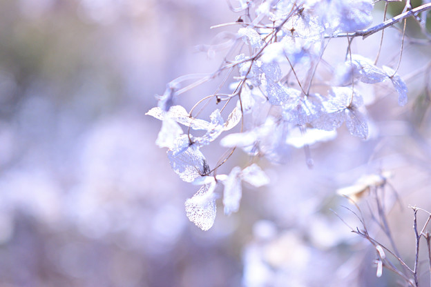 冬紫陽花