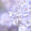 Photos: 冬紫陽花