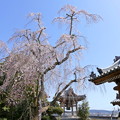千光寺の桜NO.1