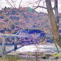 桜＆橋