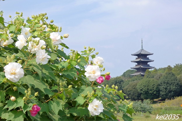 Photos: フヨウの花＆五重塔