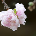 Photos: 桜？？