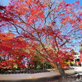 Photos: 龍泉寺の紅葉