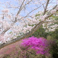 Photos: 桜＆ツツジ