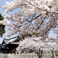 Photos: 散歩道の桜