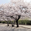 Photos: 散歩道の桜