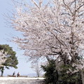 大雄山展望台の桜