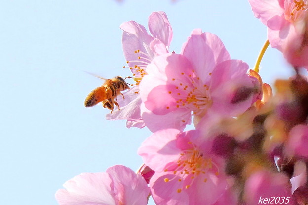 河津桜＆蜜蜂
