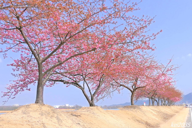 阿部池の河津桜