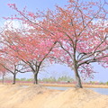 Photos: 阿部池の河津桜