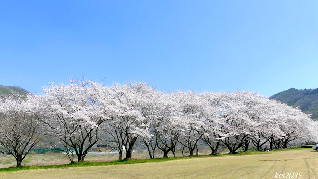 里山の桜